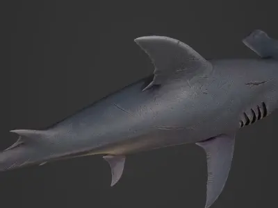 hammerhead shark Low-poly 3D model 7