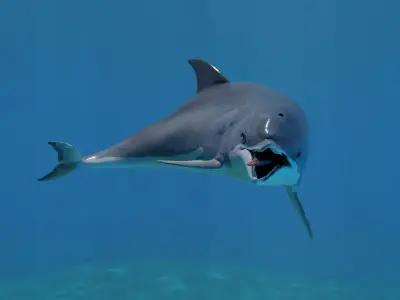 Dolphin Animated Old Low-poly 3D model