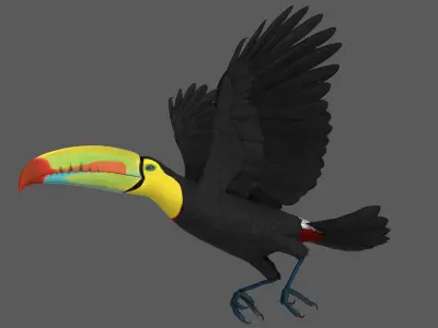 Keel-billed Toucan 3D model