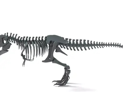 Tyrannosaurus Rex Skeleton 3D Model 3D model