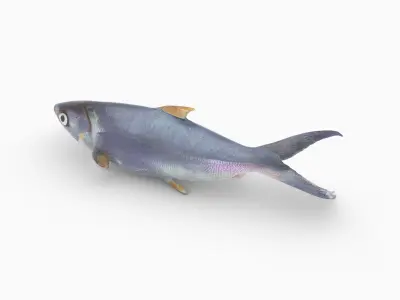 Sardine Low-poly 3D model