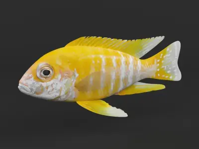 Cichlid Fish 3D model purchase