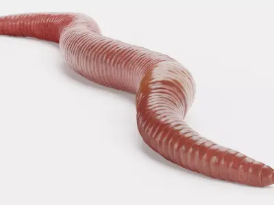 Earthworm 3D model 5