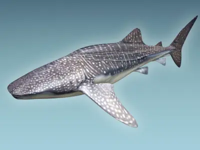 Whale Shark 3D model get