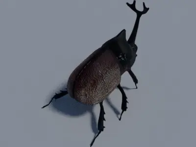 Rhinoceros Beetle Low-poly 3D model purchase