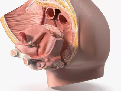 Female Reproductive System Cross Section Anatomical Model 3D model