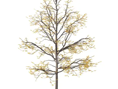 Mountain Ash Tree 08 3D model