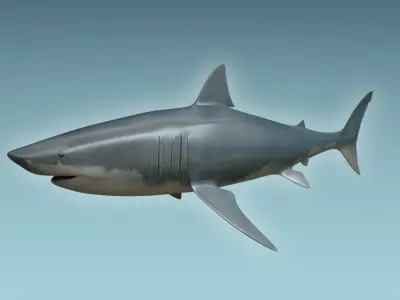 Great White Shark 3D model 7