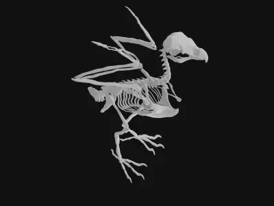 Eagle skeleton 3D model