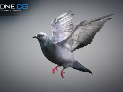 Animated Rock Dove by NoneCG Free 3D model