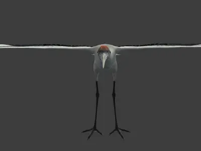 Red-crowned crane Low-poly 3D model