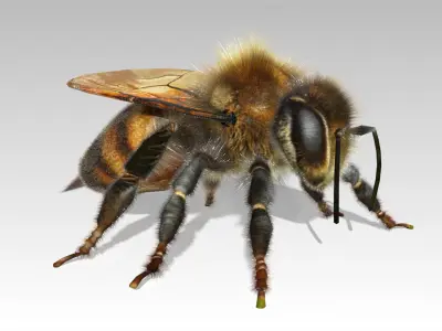 Honey bee Animated 3D model