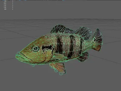 Bass fish Low-poly 3D model get