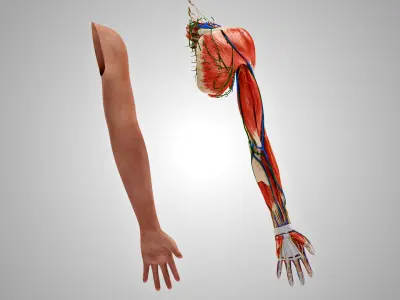 Complete Human Arm Anatomy 3D model