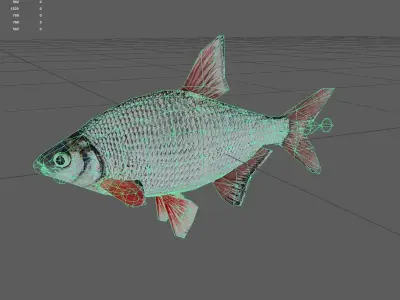 Bream Low-poly 3D model purchase