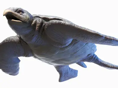 Archelon Static 3D model