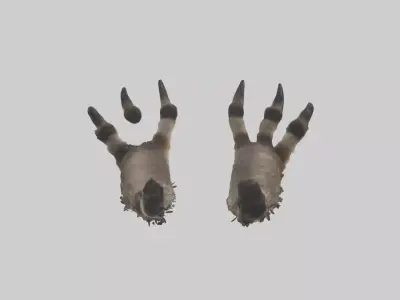 Raccoon Paws Low-poly 3D model