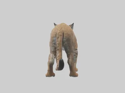 Bobcat stalking model 3D model