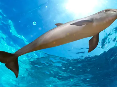 Dolphin Animated Collection 3D model