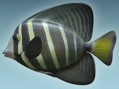 Zebrasoma Fish 3 3D model