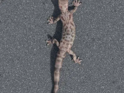 Wall Gecko Low-poly 3D model
