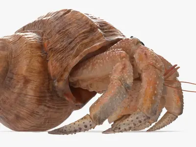 Hermit Crab Rigged for Maya 3D Model