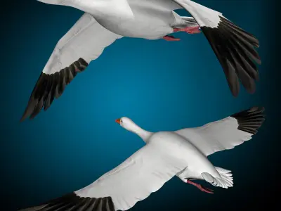 Goose 3D model buy