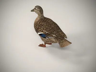 Charming Duck Model 3D model