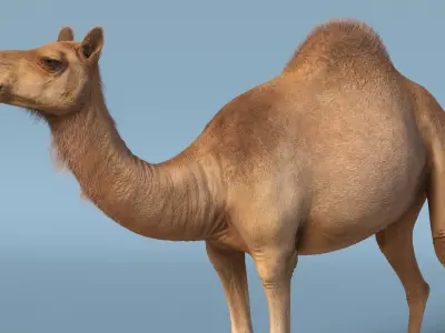  Dromedary Camel with Fur 