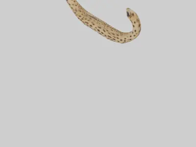Cheetah Tail Model 3D model