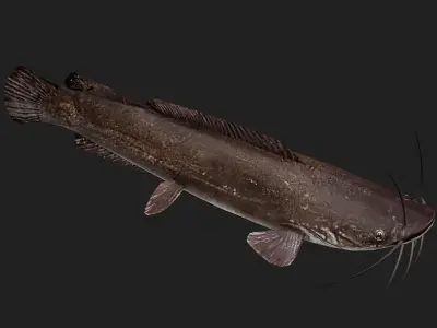 Catfish Low-poly 3D model 3