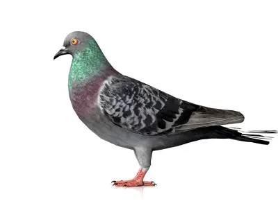 Pigeon Bird Low-poly 3D model