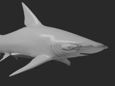 hammerhead shark base mesh obj 3D model