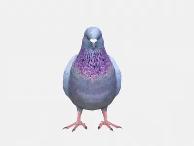 Pigeon 3D model purchase
