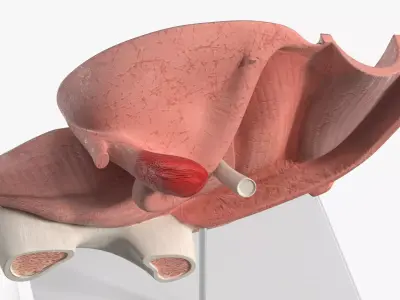 Female Reprod System Anatomical Model Sagittal Section on Stand 3D model