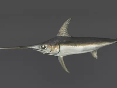 Swordfish marlin Low-poly 3D model purchase