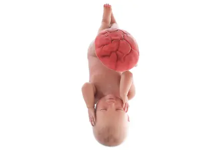  Fetus Anatomy Week 42 Animated 