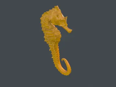 SEAHORSE 3D model 4