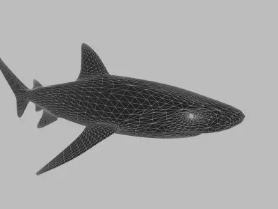 Great White Shark - Queen of the Ocean  Low-poly 3D model