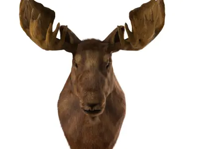 Elk Head 3D model