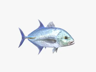 Bluefin Trevally 3D model
