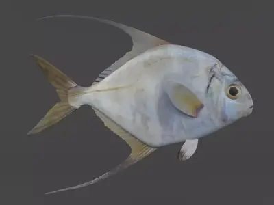 Threadfin Fish 3D model