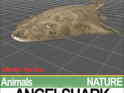 Angelshark Squatina Squatina 3D model