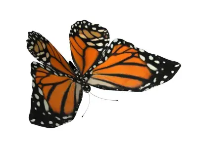 Rig Butterfly Low-poly 3D model