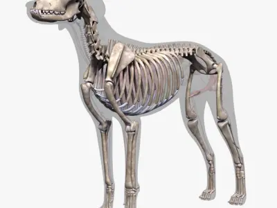  Dog Anatomy (Textured) 