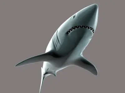 The Shark 3D model