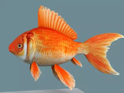 Gold fish 3D model buy