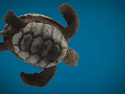 TURTLE sea Low-poly 3D model