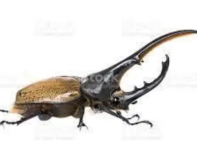 Beetle 3D model buy