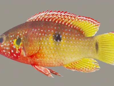 Hemichromis bimaculatus fish Low-poly 3D model